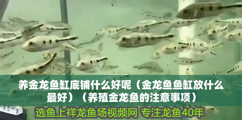養金龍魚缸底鋪什么好呢（金龍魚魚缸放什么最好）（養殖金龍魚的注意事項） 養金龍魚缸底鋪什么好呢（金龍魚魚缸放什么最好）（養殖金龍魚的注意事項） 魚缸百科