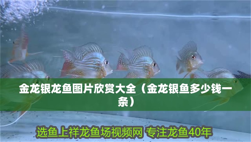 金龍銀龍魚圖片欣賞大全（金龍銀魚多少錢一條）