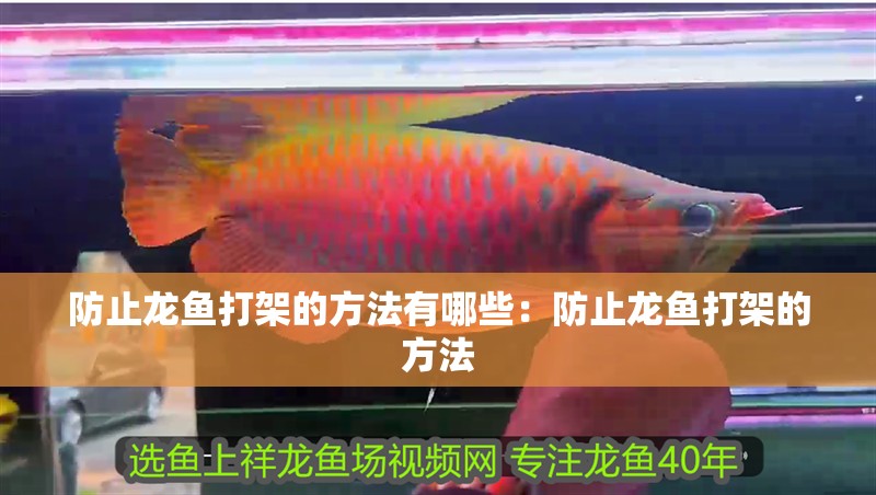 防止龍魚打架的方法有哪些：防止龍魚打架的方法