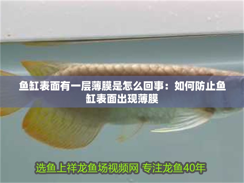 魚缸表面有一層薄膜是怎么回事：如何防止魚缸表面出現(xiàn)薄膜