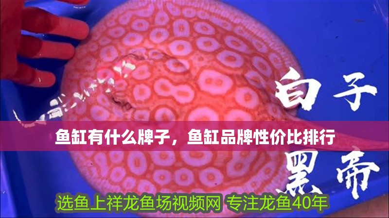 魚缸有什么牌子，魚缸品牌性價比排行