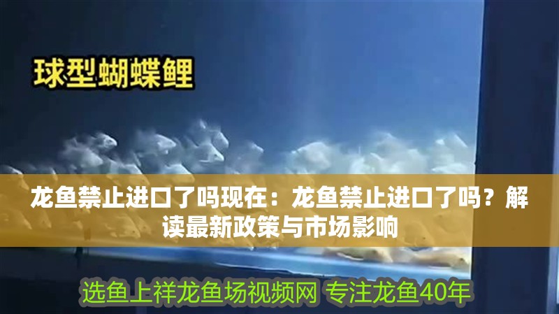 龍魚禁止進口了嗎現在：龍魚禁止進口了嗎？解讀最新政策與市場影響