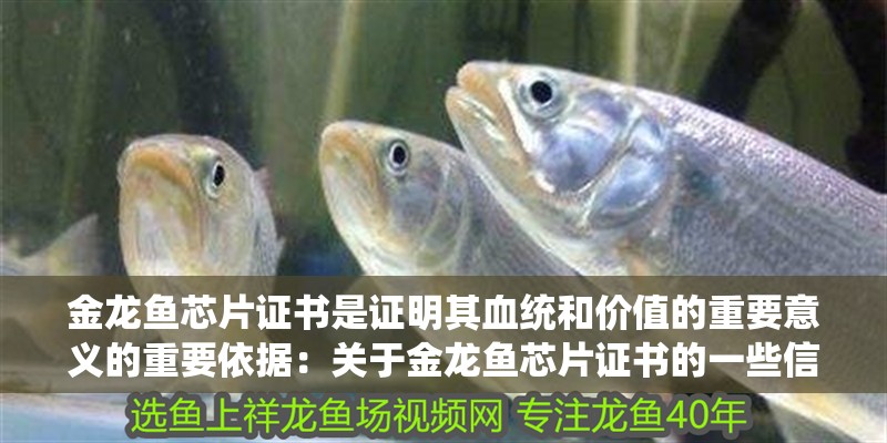 金龍魚芯片證書是證明其血統和價值的重要意義的重要依據：關于金龍魚芯片證書的一些信息