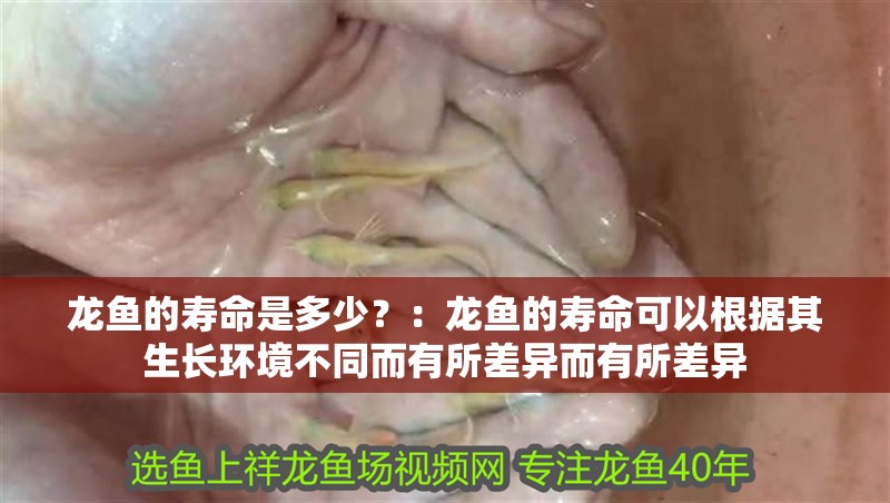龍魚的壽命是多少？：龍魚的壽命可以根據其生長環境不同而有所差異而有所差異