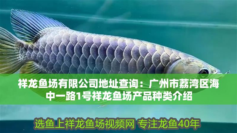 祥龍魚場(chǎng)有限公司地址查詢：廣州市荔灣區(qū)海中一路1號(hào)祥龍魚場(chǎng)產(chǎn)品種類介紹