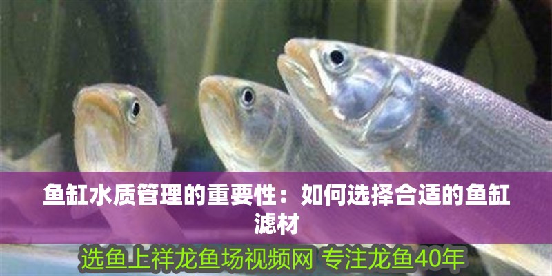 魚缸水質管理的重要性：如何選擇合適的魚缸濾材