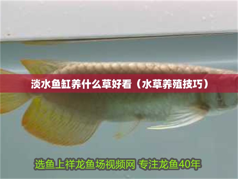 淡水魚缸養什么草好看（水草養殖技巧）