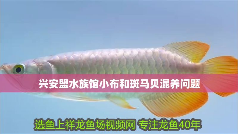 興安盟水族館小布和斑馬貝混養問題