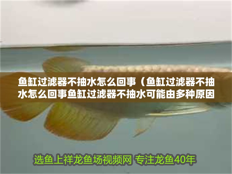 龍魚干蝦有營養嗎 魚缸過濾器不抽水怎么回事(魚缸過濾器不抽水怎么回事魚缸過濾器不抽水可能由多種原因引起) 魚缸百科 魚缸過濾器不抽水怎么回事(魚缸過濾器不抽水怎么回事魚缸過濾器不抽水可能由多種原因引起) 魚缸過濾器不抽水怎么回事(魚缸過濾器不抽水怎么回事魚缸過濾器不抽水可能由多種原因引起) 魚缸百科