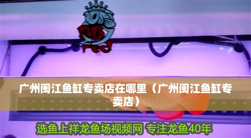 廣州閩江魚缸專賣店在哪里（廣州閩江魚缸專賣店）