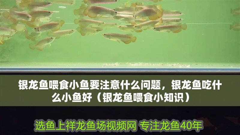 銀龍魚喂食小魚要注意什么問題，銀龍魚吃什么小魚好（銀龍魚喂食小知識）