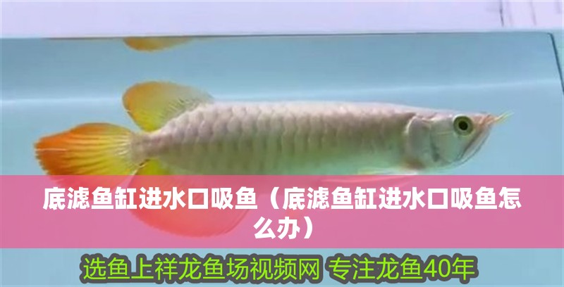 底濾魚缸進水口吸魚（底濾魚缸進水口吸魚怎么辦）