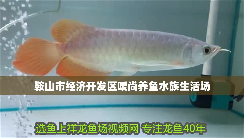 鞍山市經濟開發區噯尚養魚水族生活場