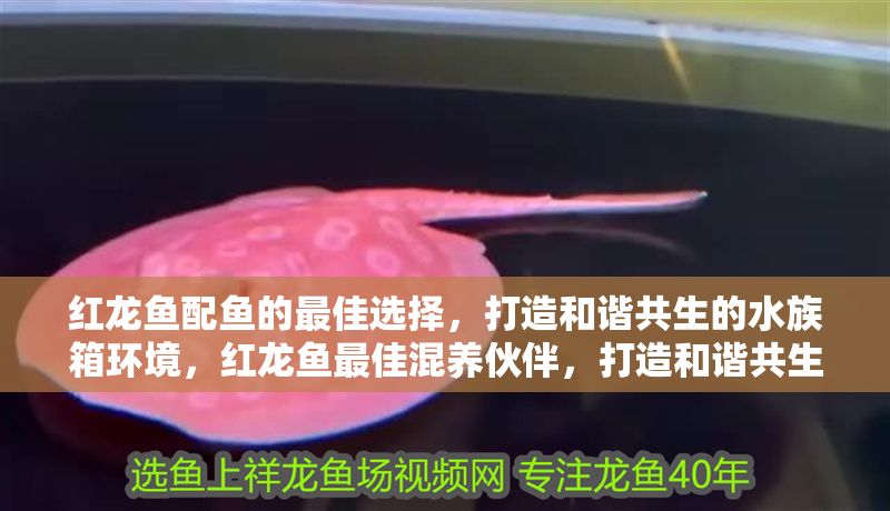 紅龍魚配魚的最佳選擇,打造和諧共生的水族箱環(huán)境,紅龍魚最佳混養(yǎng)伙伴,打造和諧共生的水族箱 龍魚百科 第1張 紅龍魚配魚的最佳選擇,打造和諧共生的水族箱環(huán)境,紅龍魚最佳混養(yǎng)伙伴,打造和諧共生的水族箱 紅龍魚配魚的最佳選擇,打造和諧共生的水族箱環(huán)境,紅龍魚最佳混養(yǎng)伙伴,打造和諧共生的水族箱 龍魚百科 第1張