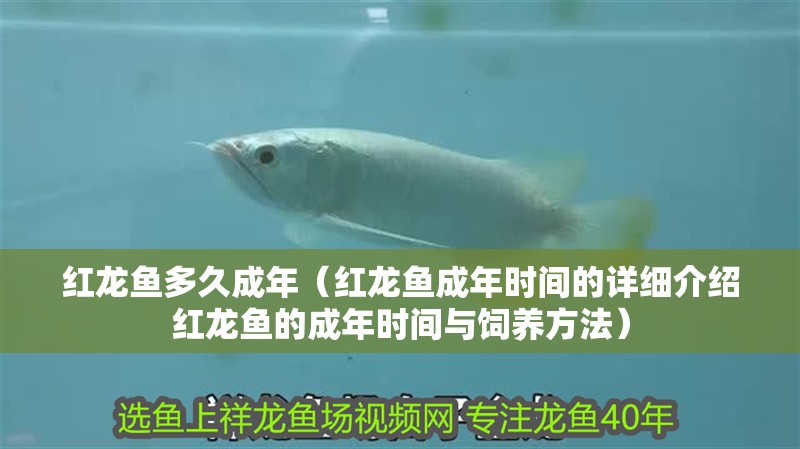 紅龍魚多久成年（紅龍魚成年時間的詳細介紹紅龍魚的成年時間與飼養方法）