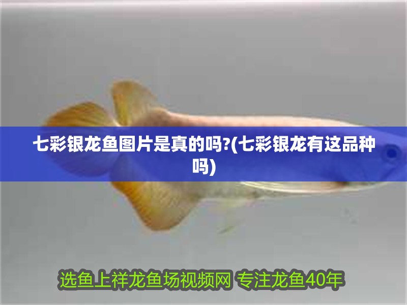 七彩銀龍魚圖片是真的嗎?(七彩銀龍有這品種嗎)