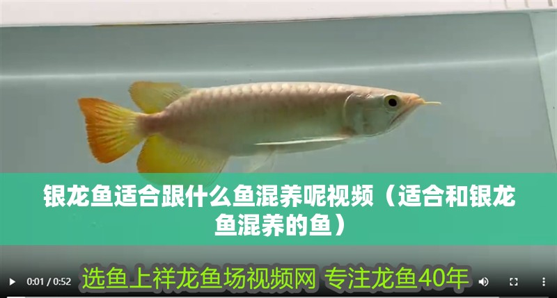 銀龍魚(yú)適合跟什么魚(yú)混養(yǎng)呢視頻（適合和銀龍魚(yú)混養(yǎng)的魚(yú)）