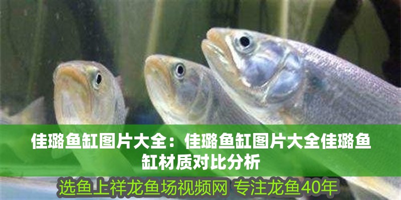 佳璐魚缸圖片大全：佳璐魚缸圖片大全佳璐魚缸材質對比分析