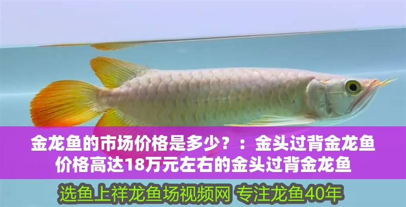 金龍魚的市場價格是多少？：金頭過背金龍魚價格高達18萬元左右的金頭過背金龍魚