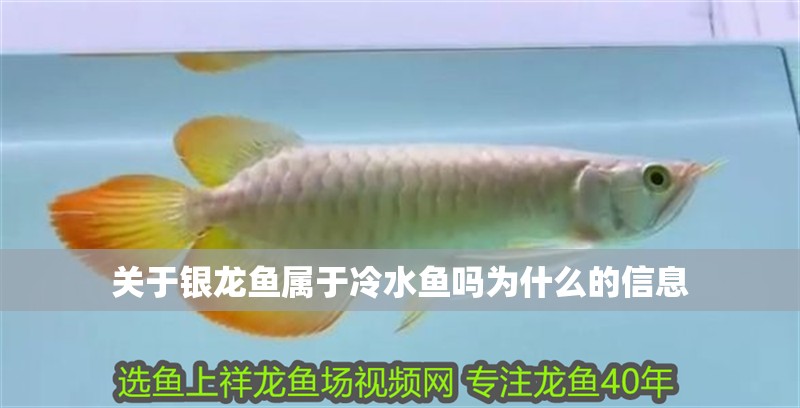 關于銀龍魚屬于冷水魚嗎為什么的信息