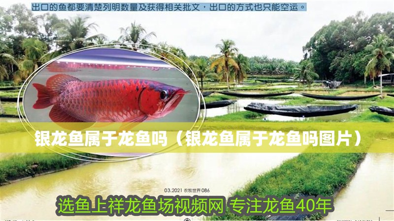 銀龍魚屬于龍魚嗎（銀龍魚屬于龍魚嗎圖片）
