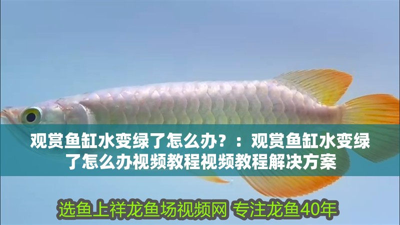 觀賞魚缸水變綠了怎么辦？：觀賞魚缸水變綠了怎么辦視頻教程視頻教程解決方案
