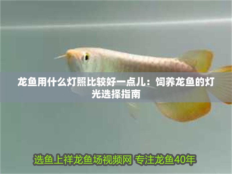 龍魚用什么燈照比較好一點兒：飼養(yǎng)龍魚的燈光選擇指南