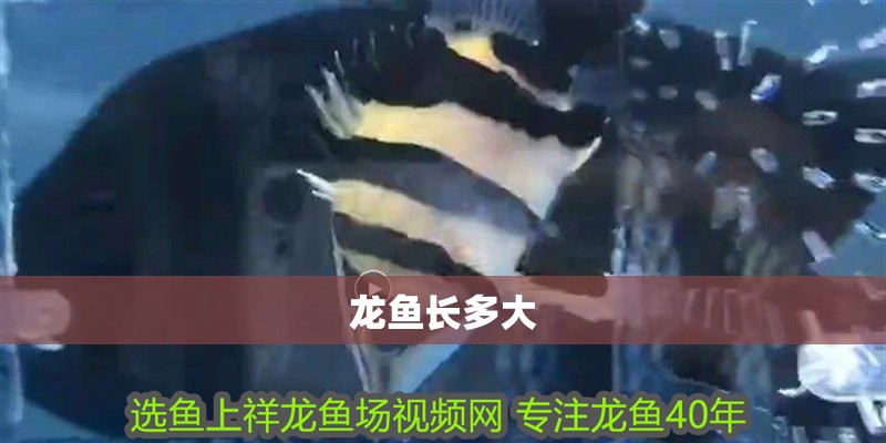 龍魚長多大
