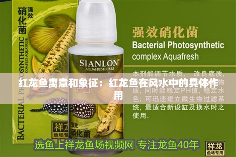 紅龍魚寓意和象征：紅龍魚在風水中的具體作用