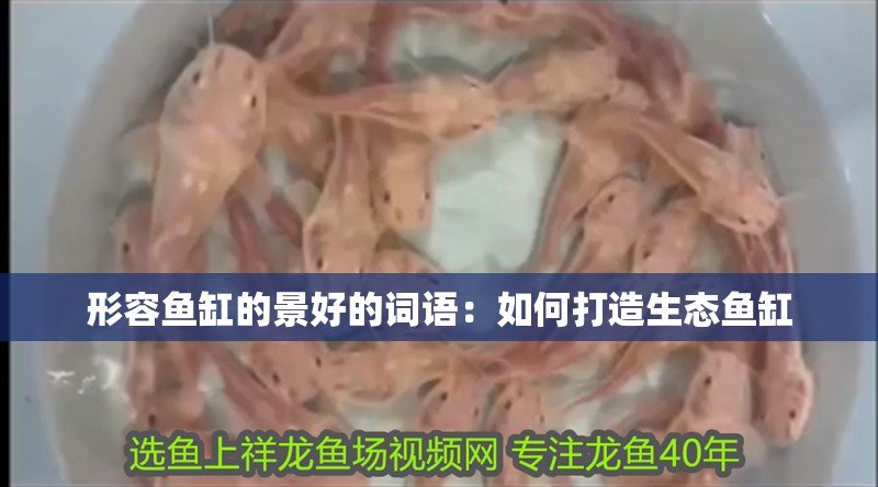 形容魚缸的景好的詞語：如何打造生態魚缸