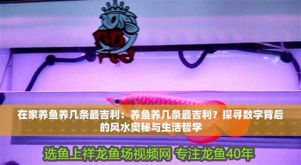 在家養魚養幾條最吉利：養魚養幾條最吉利？探尋數字背后的風水奧秘與生活哲學