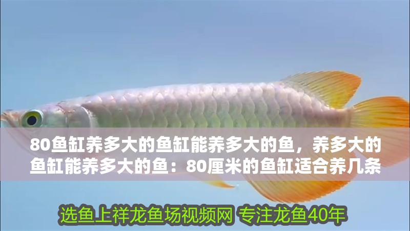 80魚缸養多大的魚缸能養多大的魚，養多大的魚缸能養多大的魚：80厘米的魚缸適合養幾條錦鯉