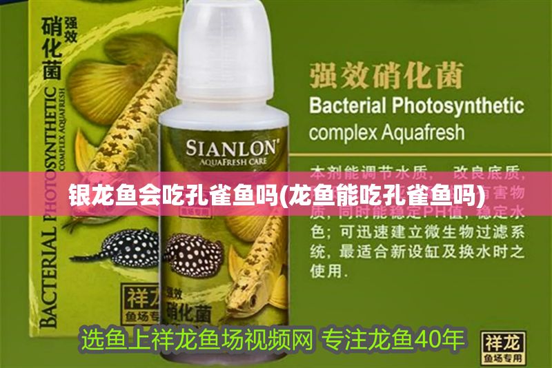 銀龍魚會吃孔雀魚嗎(龍魚能吃孔雀魚嗎)