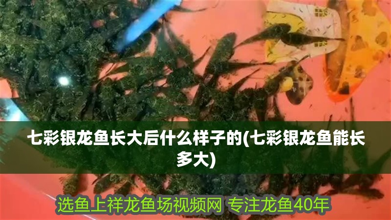 七彩銀龍魚長大后什么樣子的(七彩銀龍魚能長多大)