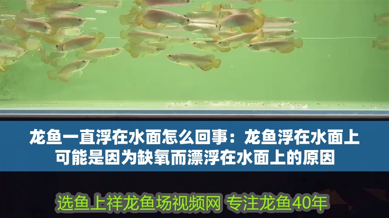 給大魚缸換水的作文:體驗給大魚缸換水的樂趣:體驗給大魚缸換水:給大魚缸換水的作文 龍魚一直浮在水面怎么回事:龍魚浮在水面上可能是因為缺氧而漂浮在水面上的原因 龍魚百科 龍魚一直浮在水面怎么回事:龍魚浮在水面上可能是因為缺氧而漂浮在水面上的原因 龍魚一直浮在水面怎么回事:龍魚浮在水面上可能是因為缺氧而漂浮在水面上的原因 龍魚百科