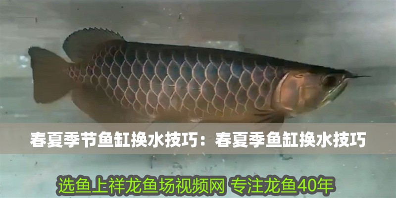春夏季節魚缸換水技巧：春夏季魚缸換水技巧