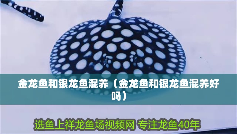 鸚鵡魚和銀龍魚混養怎樣喂食 金龍魚和銀龍魚混養(金龍魚和銀龍魚混養好嗎) 銀龍魚百科 金龍魚和銀龍魚混養(金龍魚和銀龍魚混養好嗎) 金龍魚和銀龍魚混養(金龍魚和銀龍魚混養好嗎) 銀龍魚百科