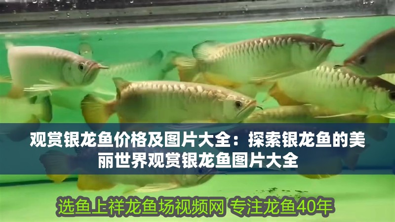 觀賞銀龍魚(yú)價(jià)格及圖片大全：探索銀龍魚(yú)的美麗世界觀賞銀龍魚(yú)圖片大全