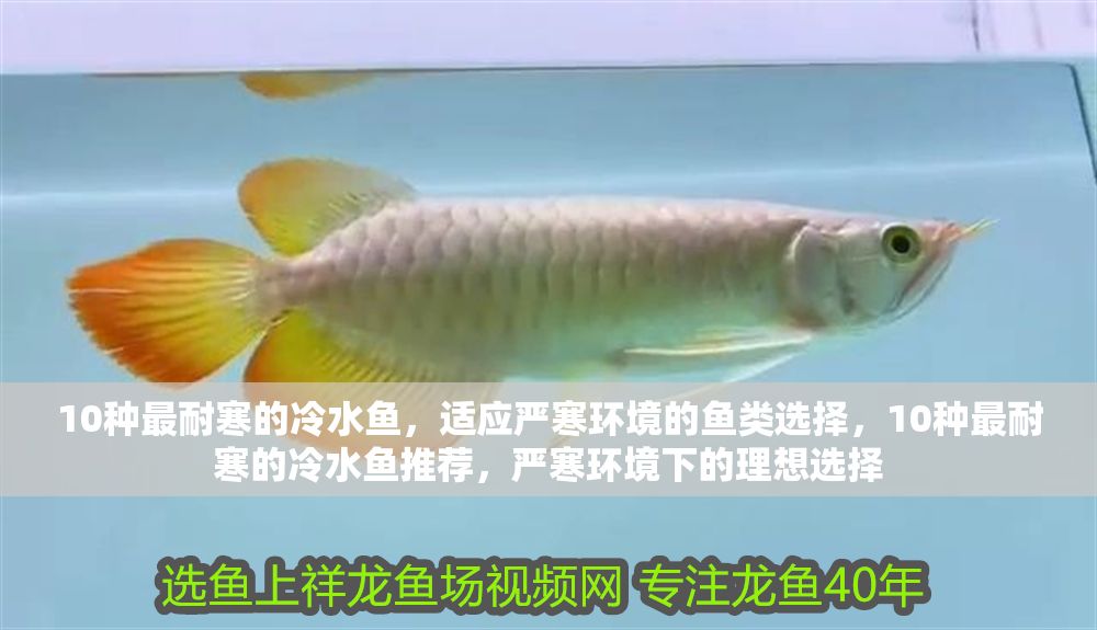 10種最耐寒的冷水魚，適應嚴寒環境的魚類選擇，10種最耐寒的冷水魚推薦，嚴寒環境下的理想選擇