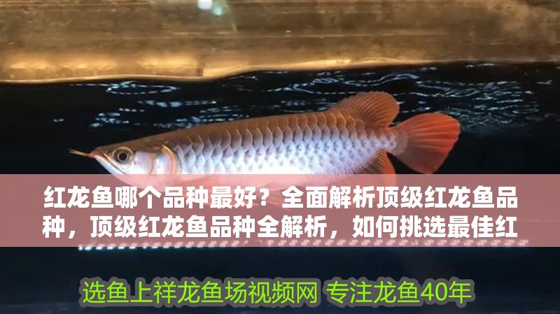 紅龍魚哪個品種最好？全面解析頂級紅龍魚品種，頂級紅龍魚品種全解析，如何挑選最佳紅龍魚