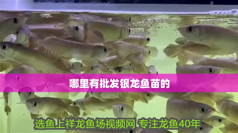 哪里有批發(fā)銀龍魚苗的