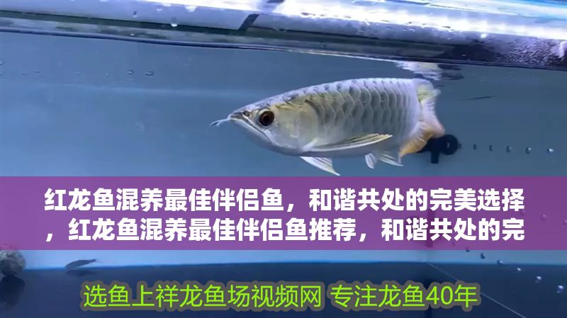 紅龍魚混養最佳伴侶魚，和諧共處的完美選擇，紅龍魚混養最佳伴侶魚推薦，和諧共處的完美搭配