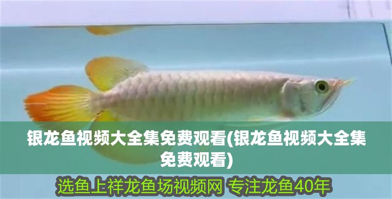 銀龍魚視頻大全集免費觀看(銀龍魚視頻大全集免費觀看)