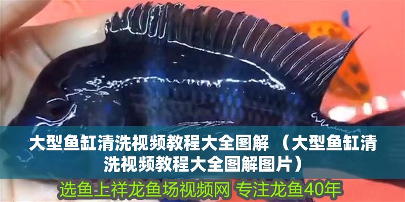 大型魚缸清洗視頻教程大全圖解 （大型魚缸清洗視頻教程大全圖解圖片）