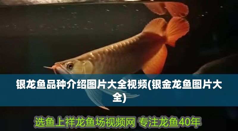 銀龍魚品種介紹圖片大全視頻(銀金龍魚圖片大全)