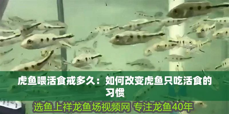 虎魚喂活食戒多久：如何改變虎魚只吃活食的習慣