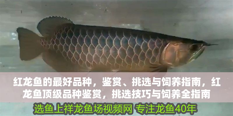 紅龍魚的最好品種，鑒賞、挑選與飼養指南，紅龍魚頂級品種鑒賞，挑選技巧與飼養全指南