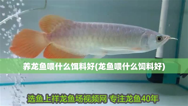 養(yǎng)龍魚(yú)喂什么餌料好(龍魚(yú)喂什么飼料好)