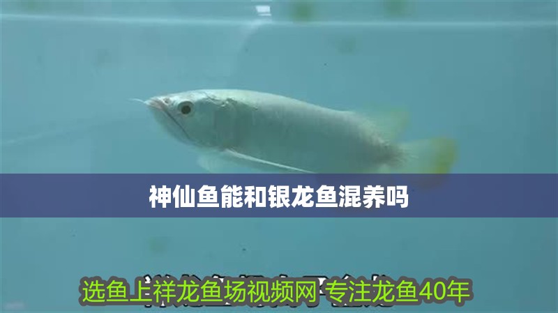 神仙魚能和銀龍魚混養嗎