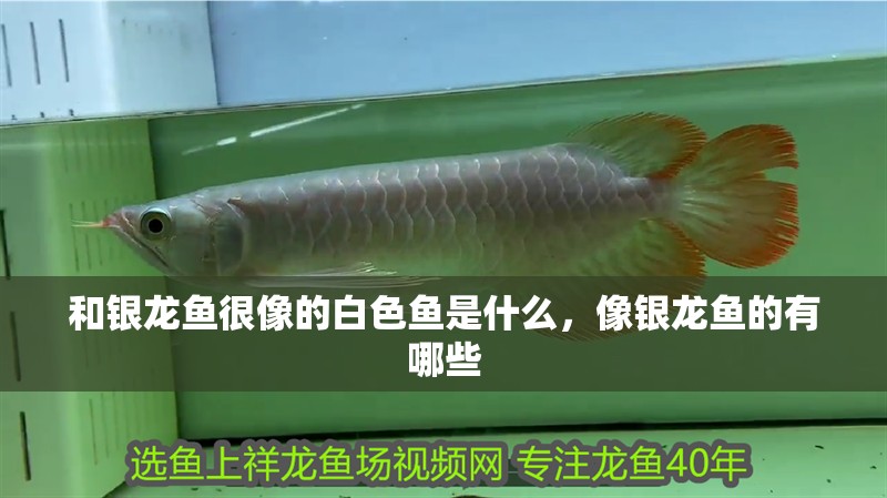 和銀龍魚很像的白色魚是什么，像銀龍魚的有哪些